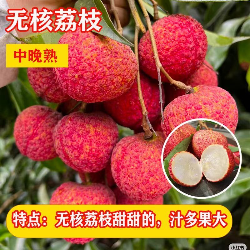 无核荔枝苗50~80cm