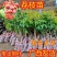 无核荔枝苗50~80cm
