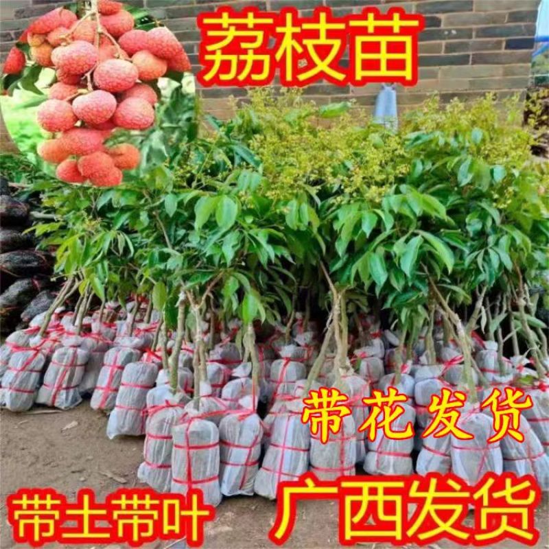 无核荔枝苗50~80cm