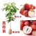 无核荔枝苗50~80cm