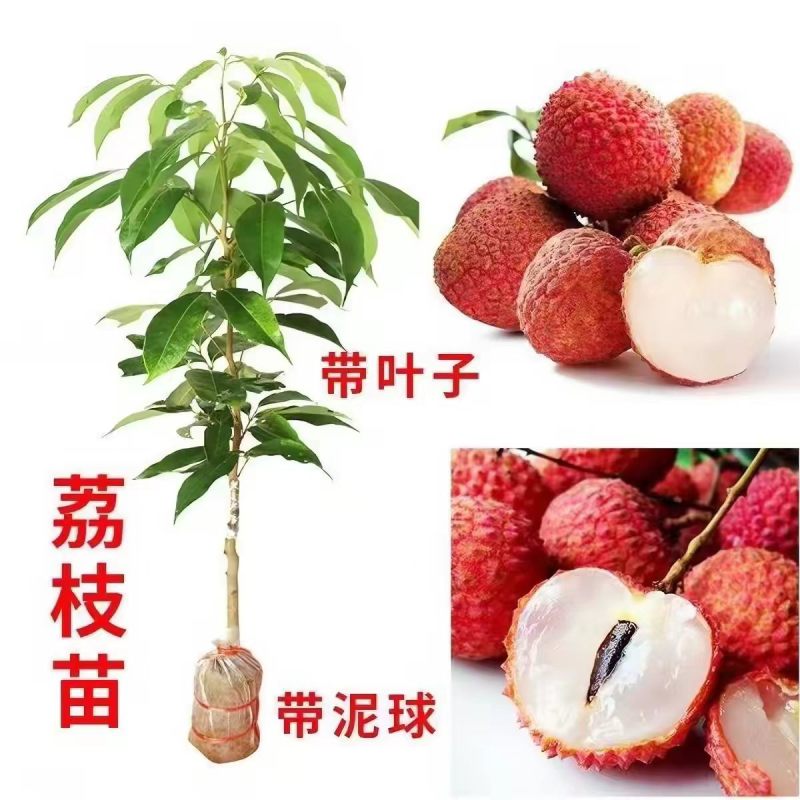 无核荔枝苗50~80cm