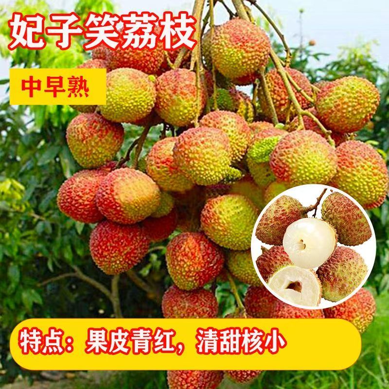 无核荔枝苗50~80cm
