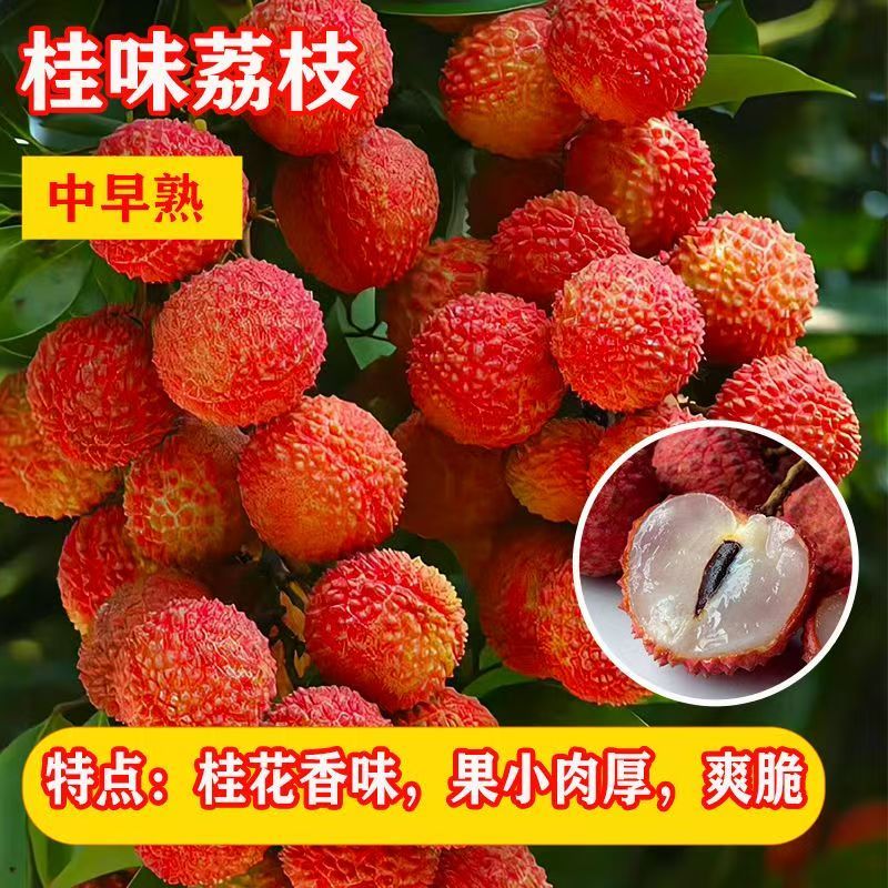 无核荔枝苗50~80cm
