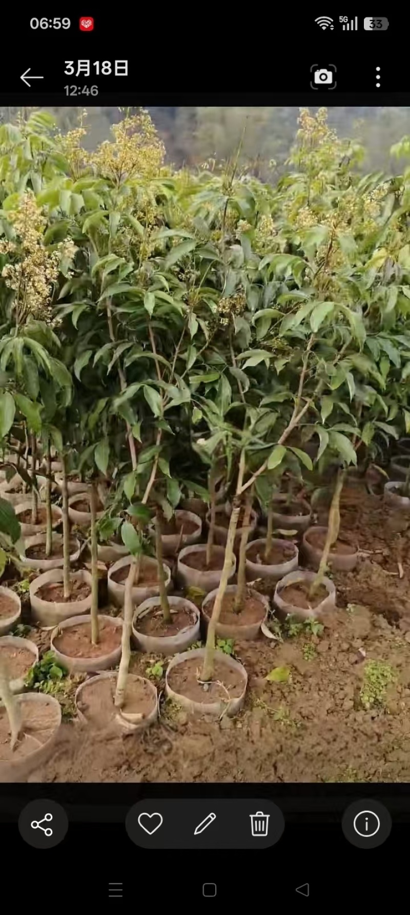 无核荔枝苗50~80cm