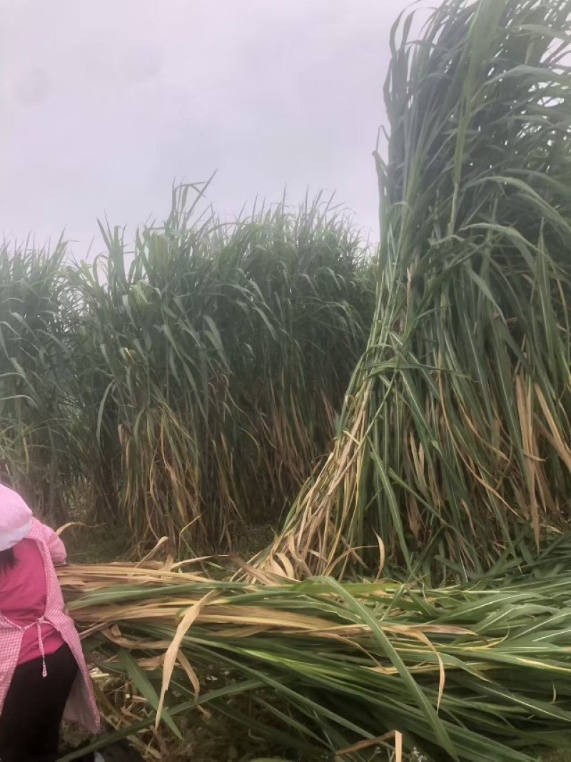 【精品】青储优质黄储优质牧草10吨起发，皇竹草，保质保量
