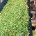 【精品】青储优质黄储优质牧草10吨起发，皇竹草，保质保量