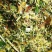 【精品】青储优质黄储优质牧草10吨起发，皇竹草，保质保量