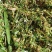 【精品】青储优质黄储优质牧草10吨起发，皇竹草，保质保量