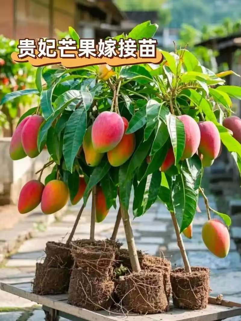芒果苗1m以下