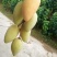 芒果苗1m以下