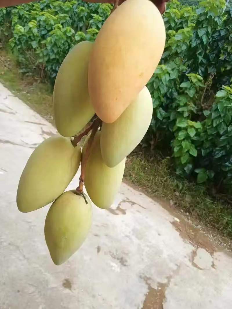 芒果苗1m以下