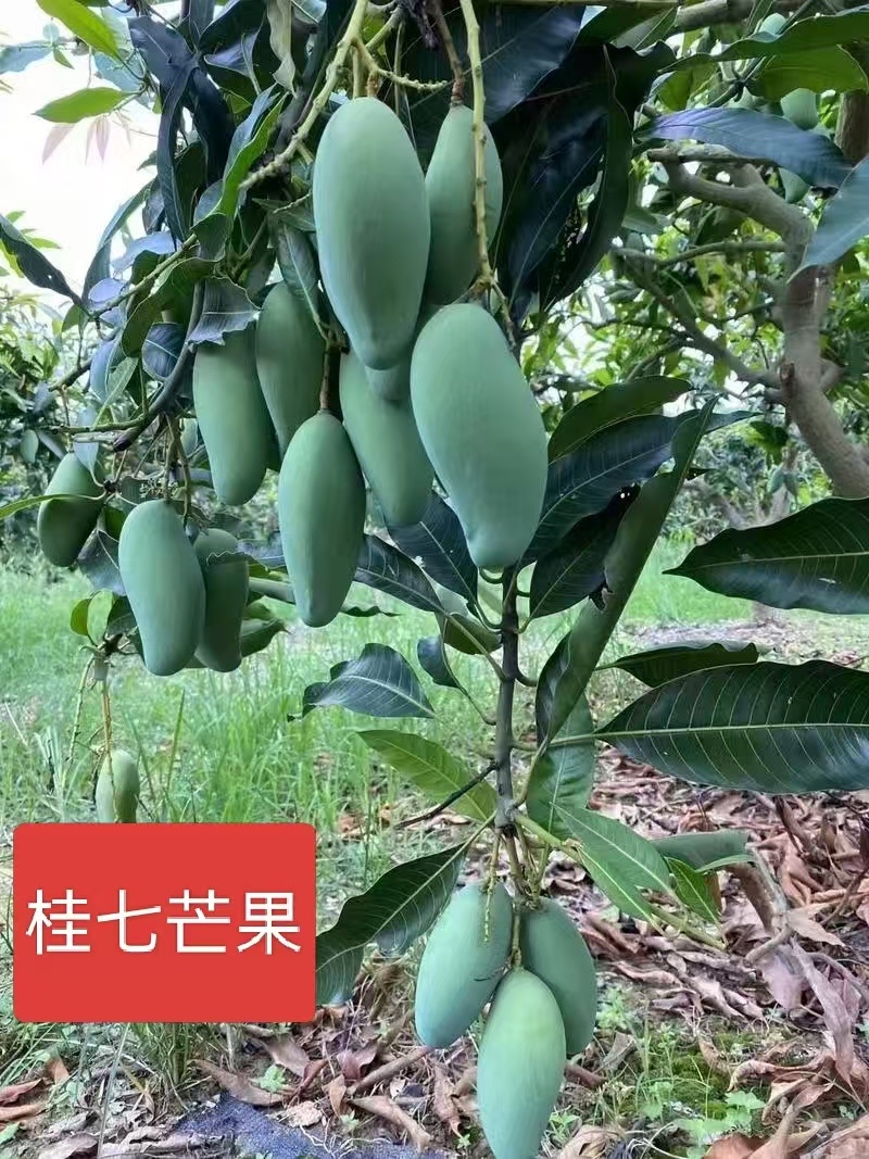 芒果苗1m以下