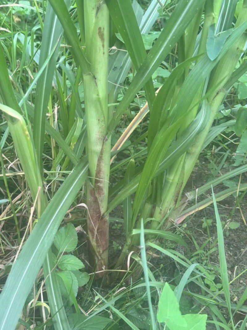青储草料，甜象草粉碎裹包料牛羊饲料大量供应自有基地加工