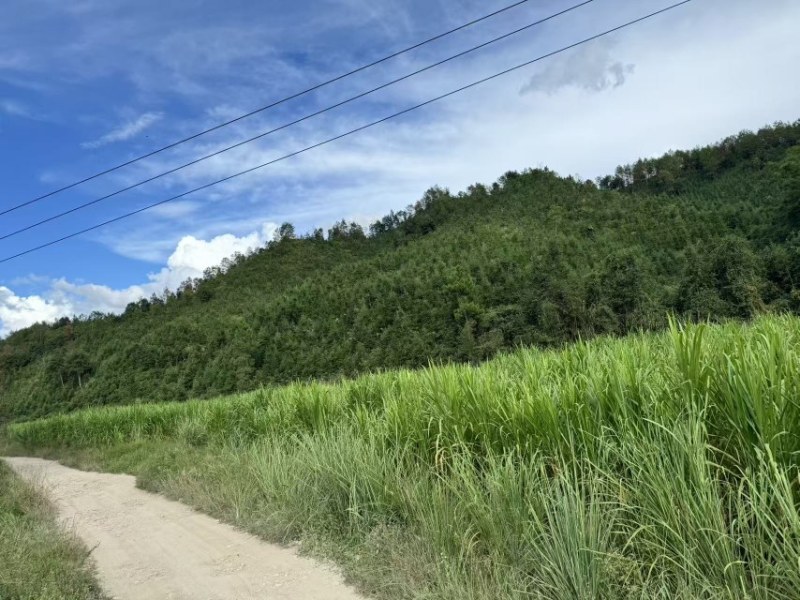 广东甜象草草料，牧草料，自有基地加工厂，发酵大量现货