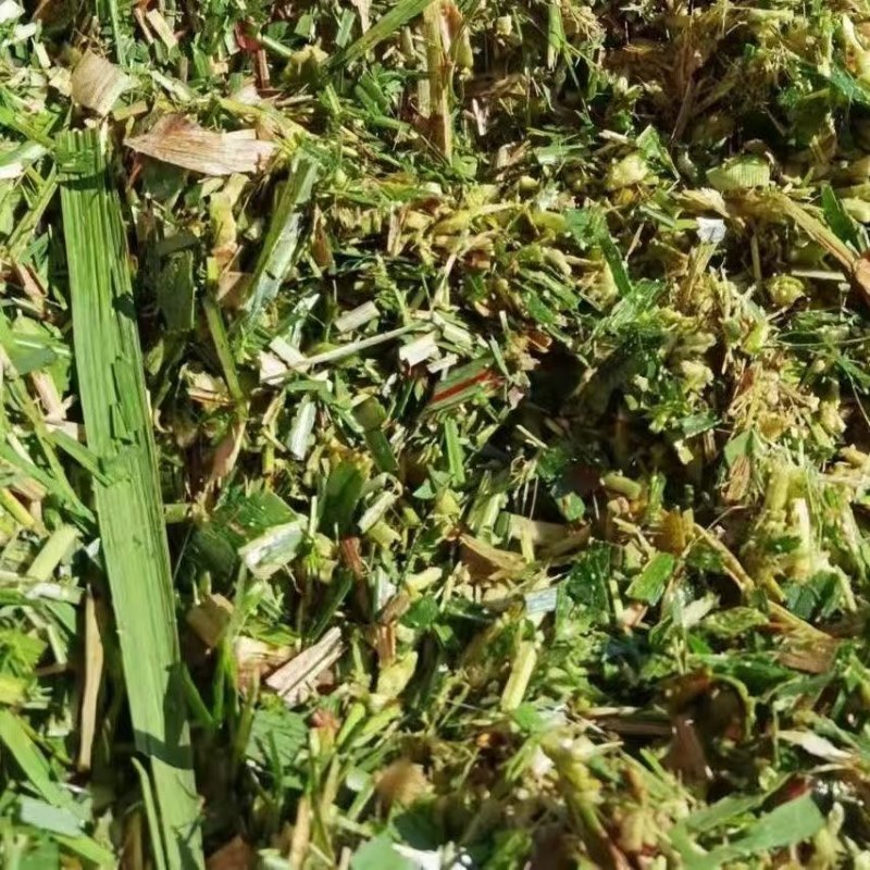 广东甜象草草料，牧草料，自有基地加工厂，发酵大量现货