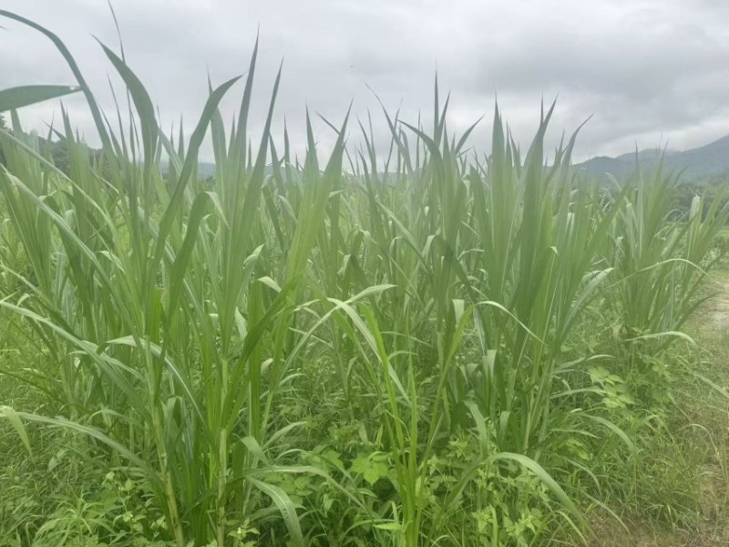 广东甜象草草料，牧草料，自有基地加工厂，发酵大量现货