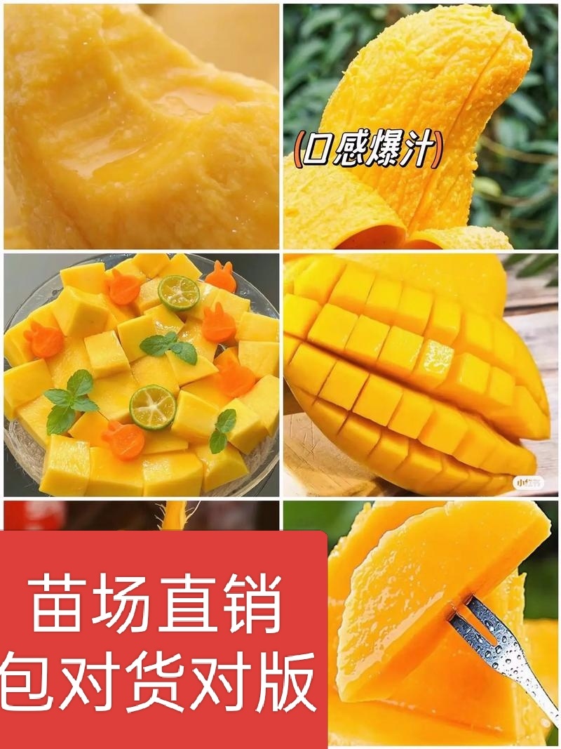 金煌芒树苗1~1.5m