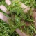高云雾莓茶藤茶乌龙山紫茶