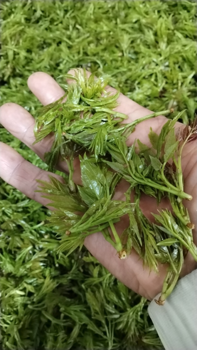 高云雾莓茶藤茶乌龙山紫茶