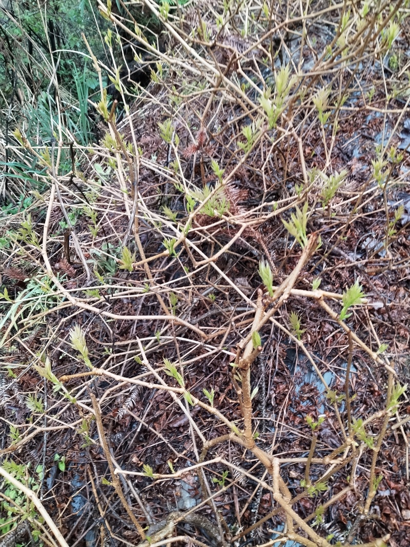 高云雾莓茶藤茶乌龙山紫茶