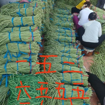 大量供应芸豆四季豆
