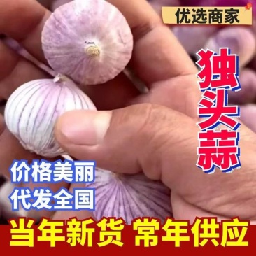 新干独头蒜产地直发规格2.5-4公分全国发货坏烂包赔