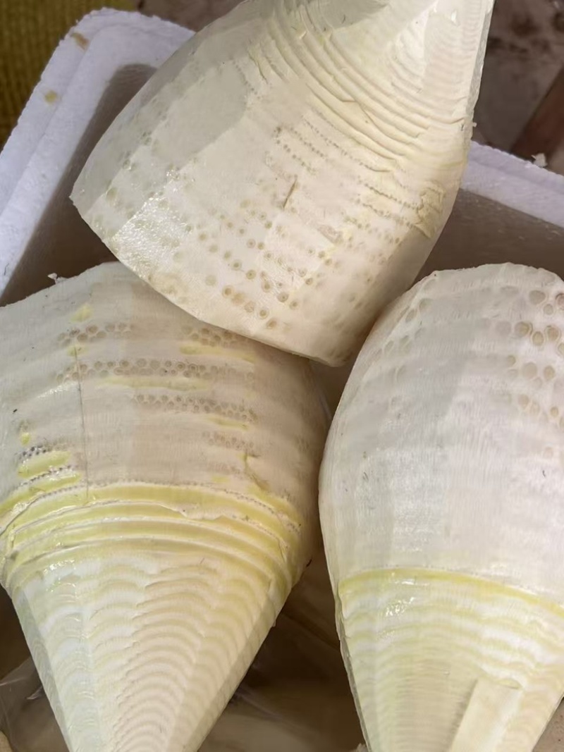 野生春笋肉，欢迎老板订购