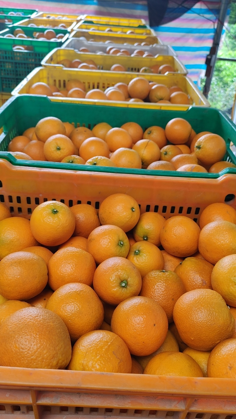 夏橙大量上市中，有市场果、外贸果、电商果、饮料果，无干水
