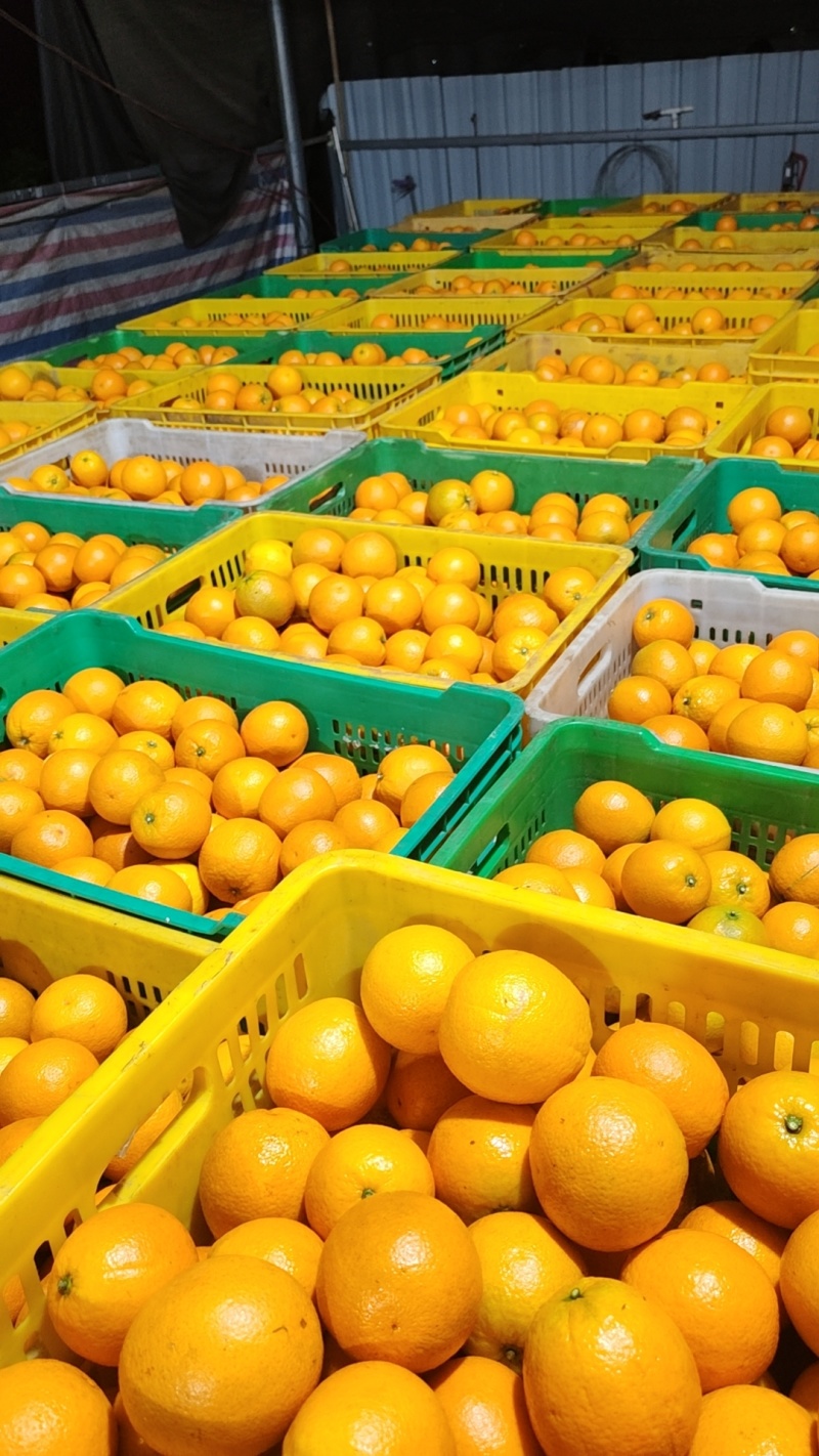夏橙大量上市中，有市场果、外贸果、电商果、饮料果，无干水
