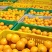 夏橙大量上市中，有市场果、外贸果、电商果、饮料果，无干水