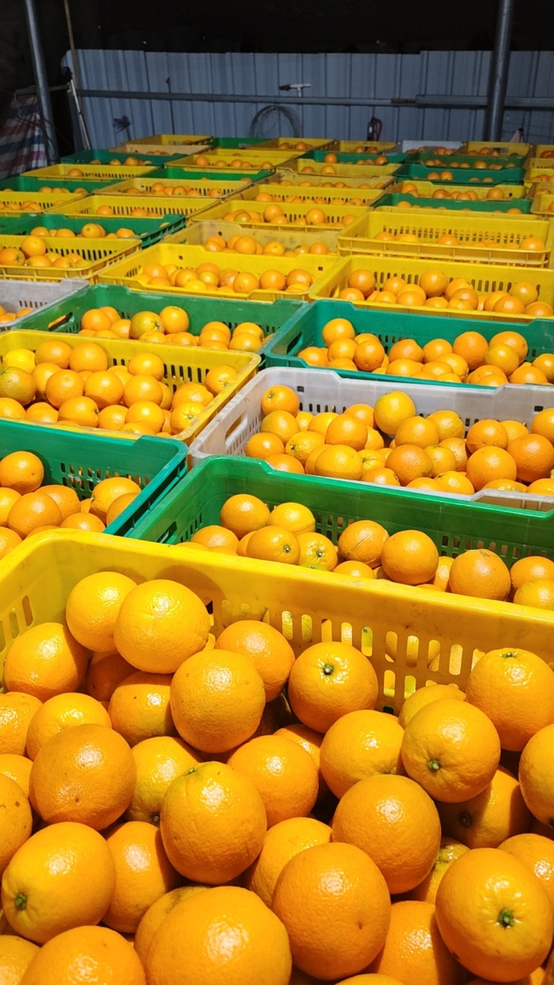 夏橙大量上市中，有市场果、外贸果、电商果、饮料果，无干水