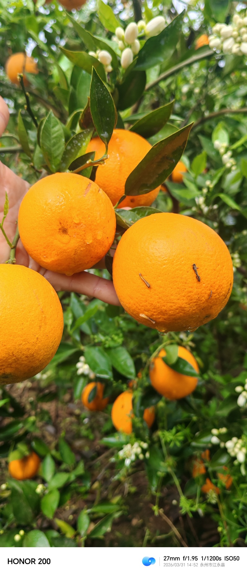 夏橙大量上市中，有市场果、外贸果、电商果、饮料果，无干水