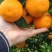 夏橙大量上市中，有市场果、外贸果、电商果、饮料果，无干水