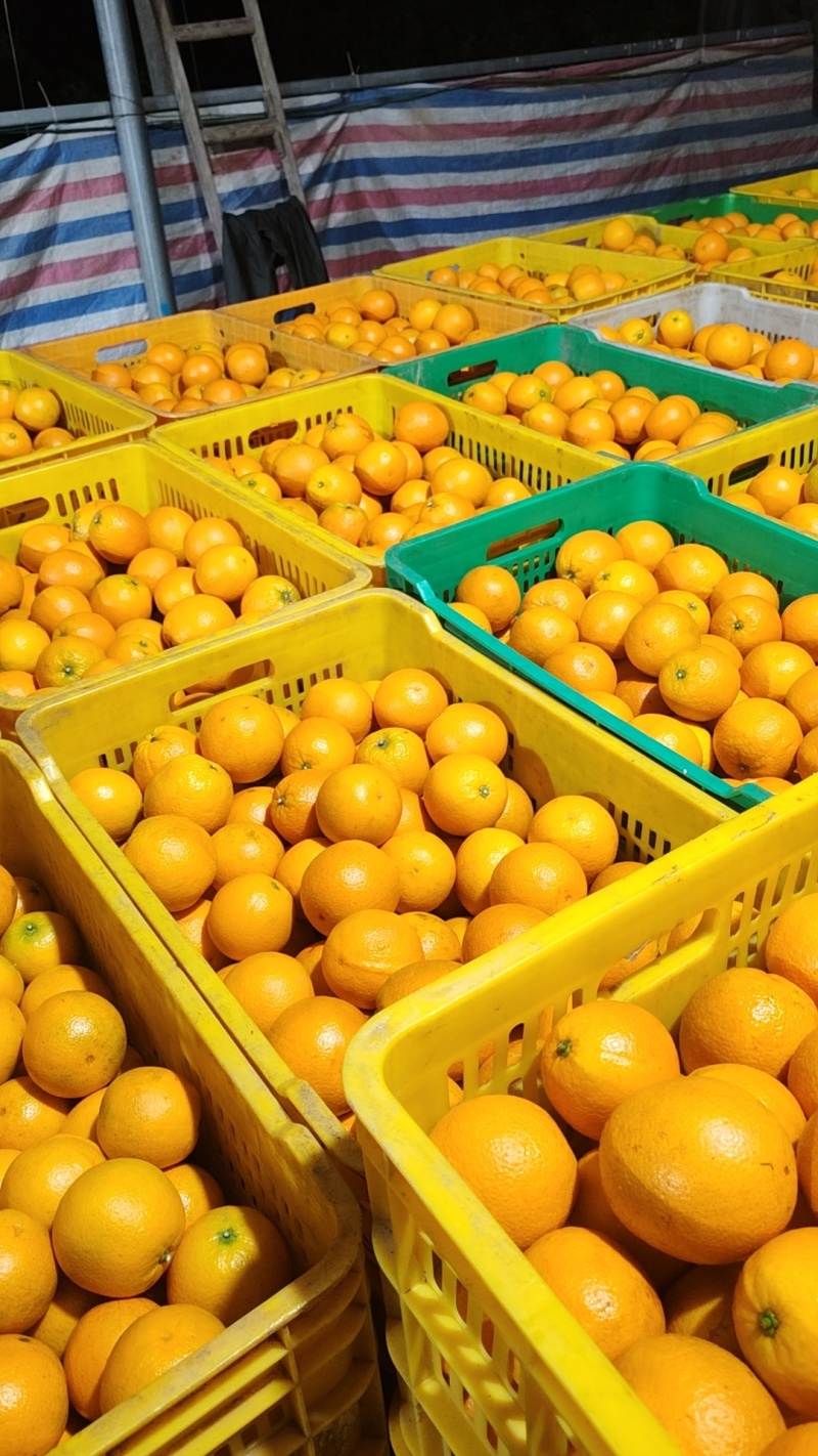 夏橙大量上市中，有市场果、外贸果、电商果、饮料果，无干水