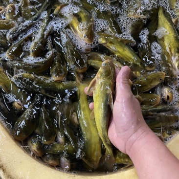 新鲜杀好的黄颡鱼500克一包品质保证