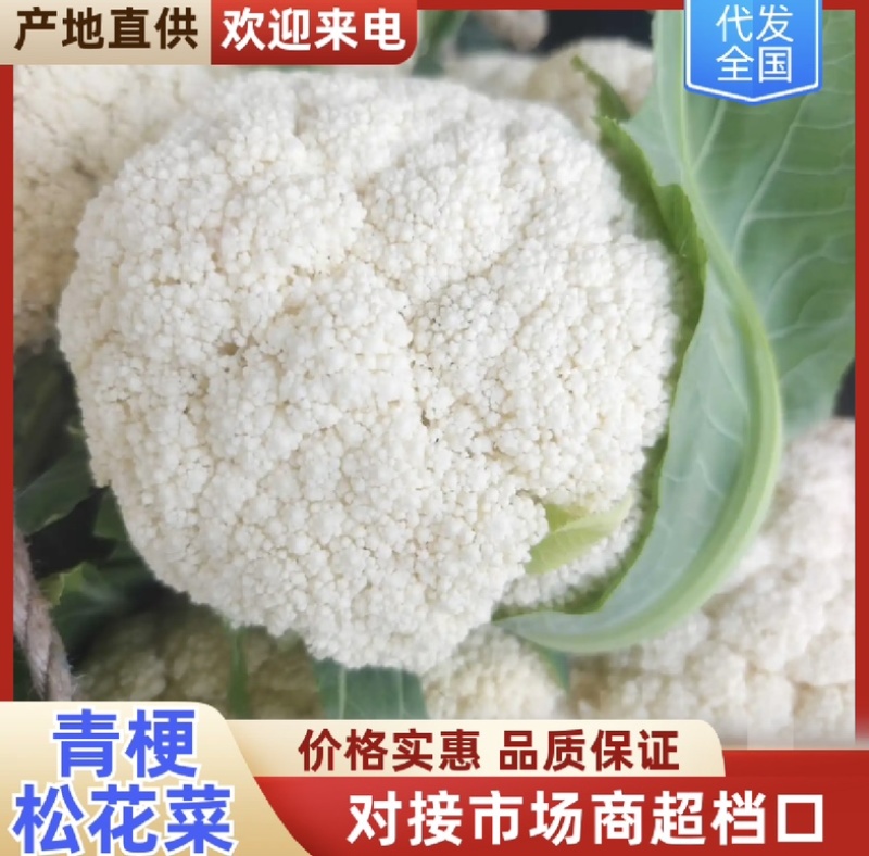 陕西花菜松花菜青梗产地直发代发全国