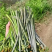 野生蕨菜