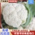 陕西花菜松花菜青梗产地直发代发全国
