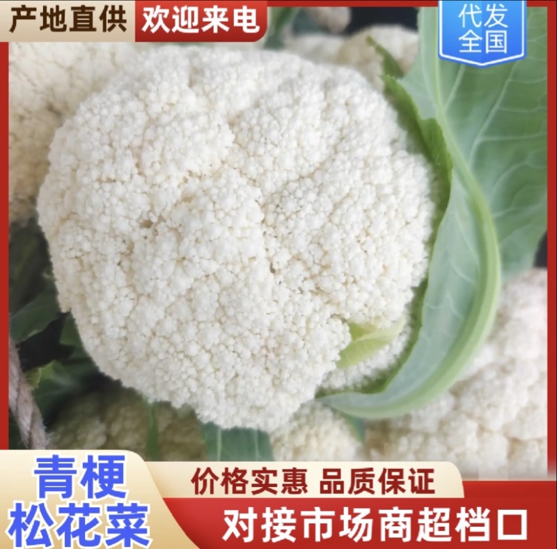 陕西花菜松花菜青梗产地直发代发全国
