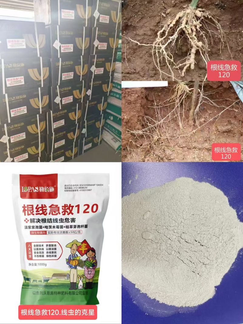 根线急救120根结线虫的克星改良土壤养根生根促进生长