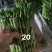 平安竹开运竹带根好养活富贵竹桌面盆栽