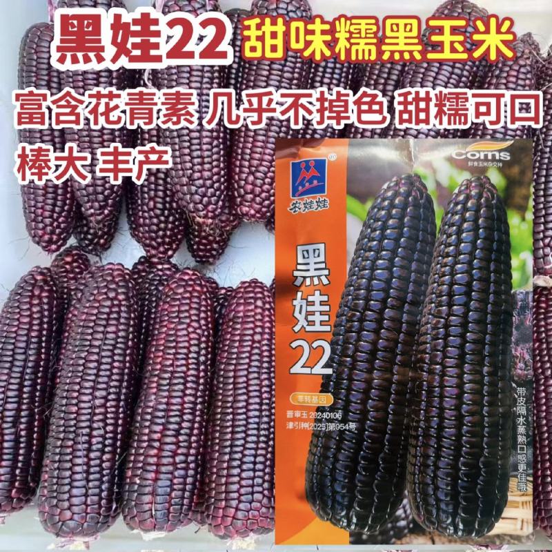 黑娃22甜味糯玉米种子黑甜糯玉米种籽富含花青素棒大好吃