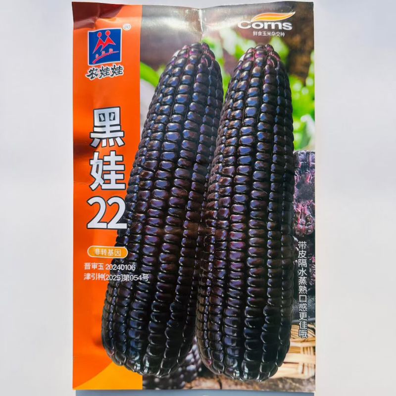黑娃22甜味糯玉米种子黑甜糯玉米种籽富含花青素棒大好吃