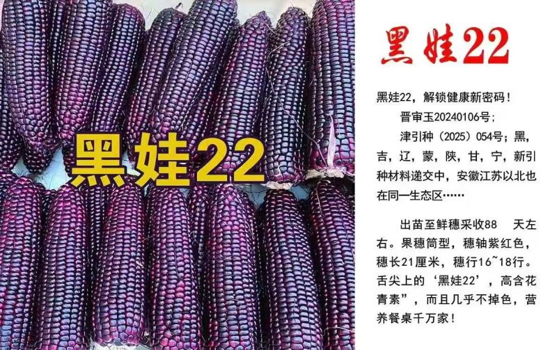 黑娃22甜味糯玉米种子黑甜糯玉米种籽富含花青素棒大好吃
