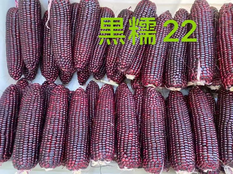 黑娃22甜味糯玉米种子黑甜糯玉米种籽富含花青素棒大好吃