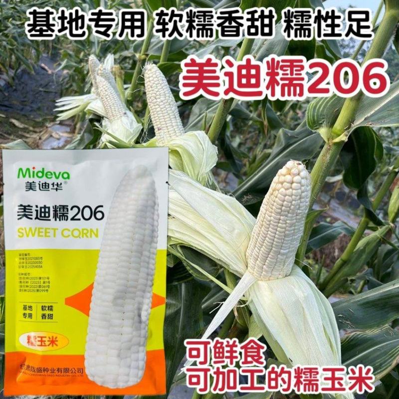 美迪糯206糯玉米种子糯中带甜基地专用软糯香甜玉米种籽