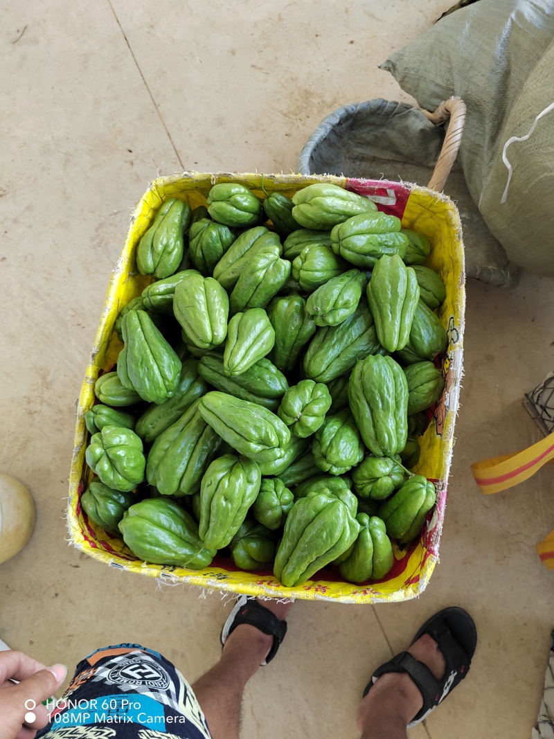 贵州新鲜佛手瓜，自家基地出产，质量保证。