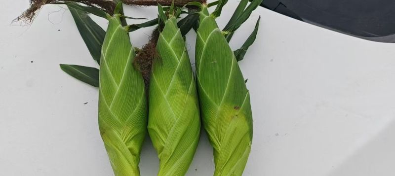 广东湛江精品甜玉米产地发货一手货源批发品质保证价格美丽