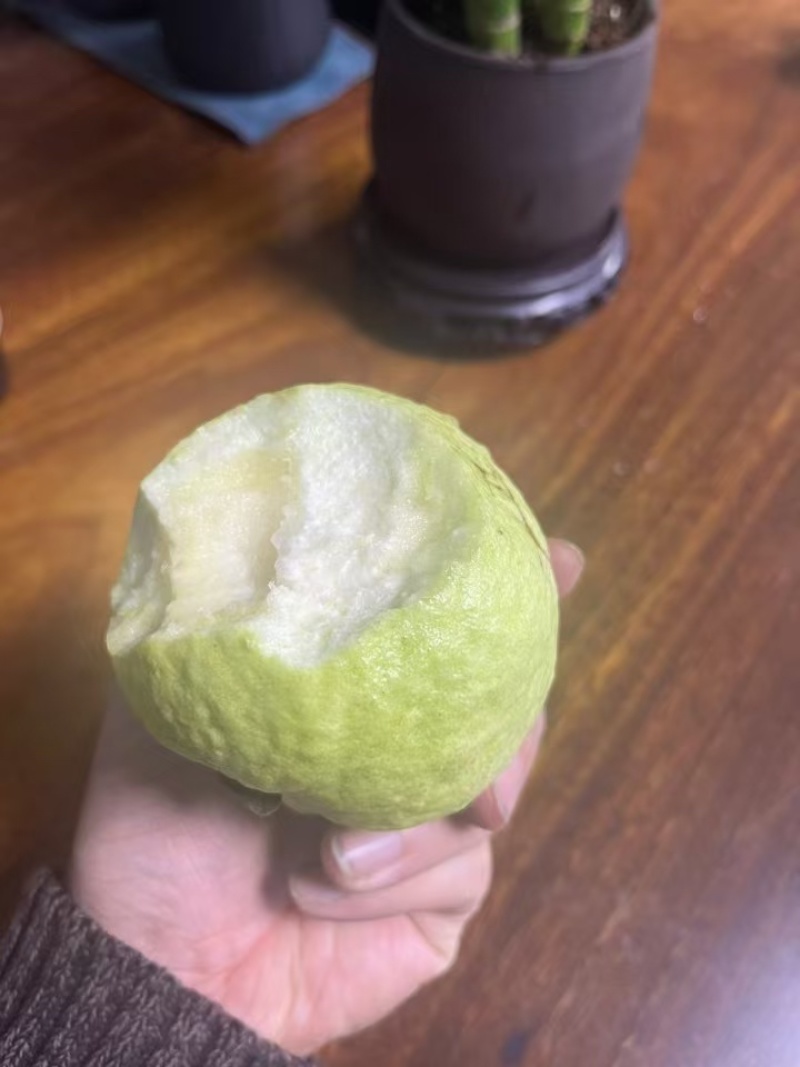 广东番石榴红色心(芭乐)