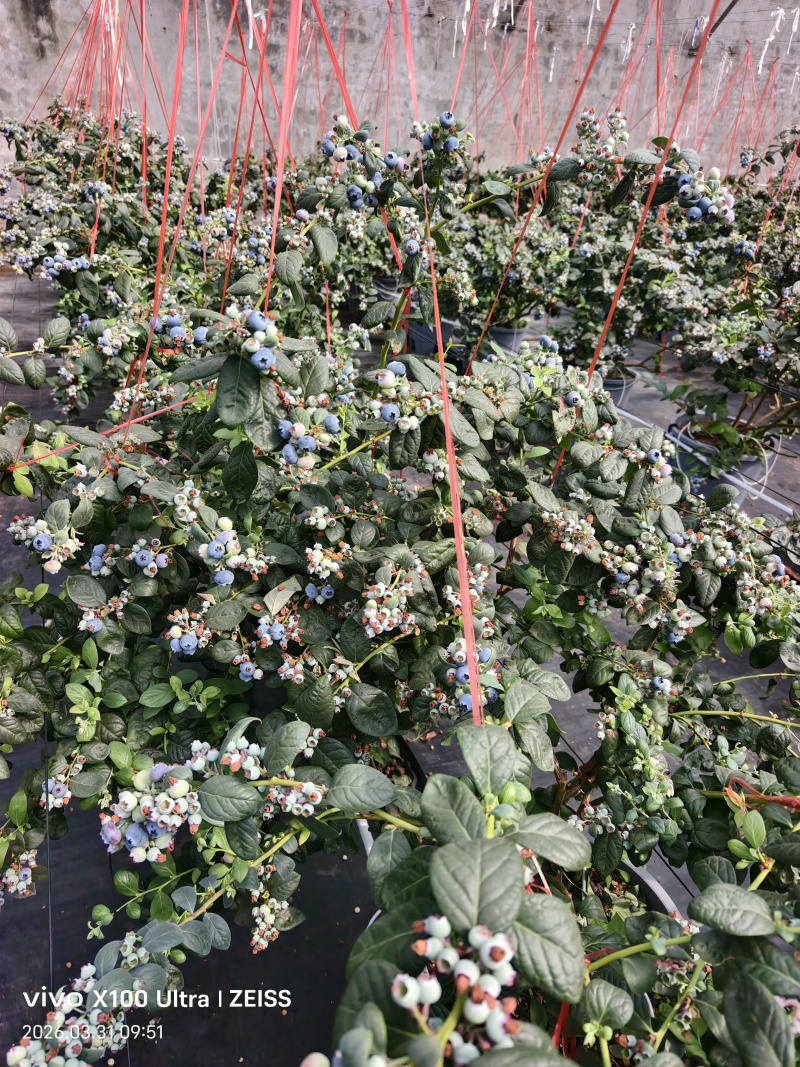蓝莓商品果大量上市欢迎各位老板前来采购
